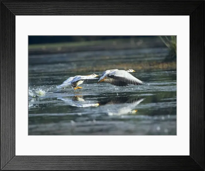 Framed Print : Bar-headed Geese taking off, Keoladeo National Park, India Framed Print : Bar-headed Geese taking off, Keoladeo National Park, India