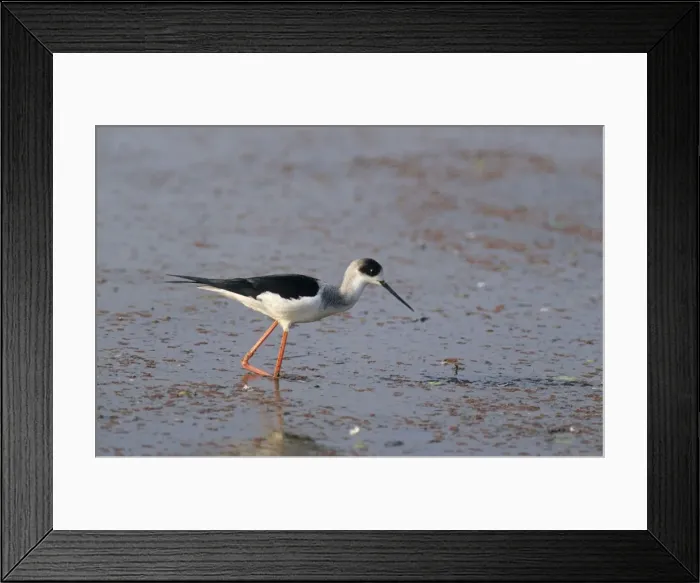 Framed Print : Black-winged Stilt looking for food, Ranthambhor National Park, India Framed Print : Black-winged Stilt looking for food, Ranthambhor National Park, India