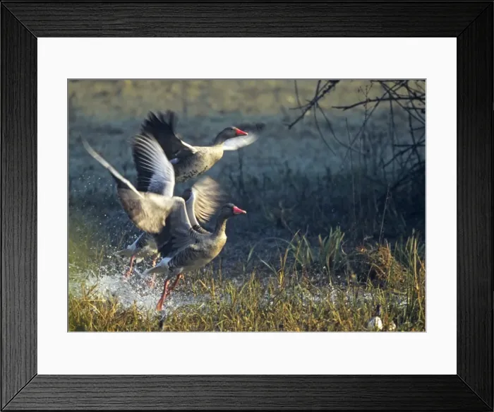Framed Print : Greylag Geese taking off, Keoladeo National Park, India Framed Print : Greylag Geese taking off, Keoladeo National Park, India