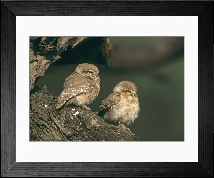 Framed Print : Spotted owlets at the roost, Keoladeo National Park, India Framed Print : Spotted owlets at the roost, Keoladeo National Park, India
