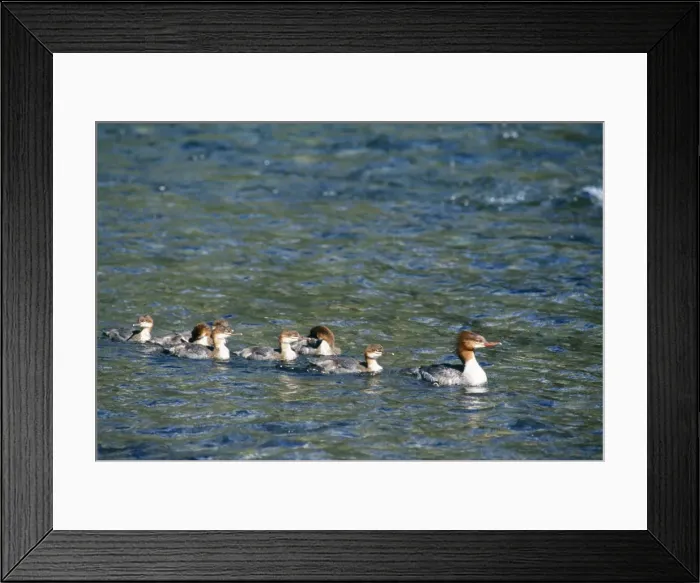 Framed Print : Goosander With young Framed Print : Goosander With young