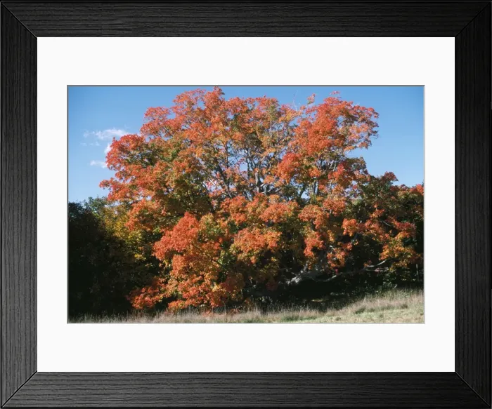 Framed Print : Sugar Maple Framed Print : Sugar Maple