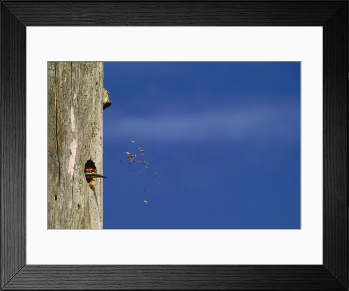 Framed Print : Pileated Woodpecker Framed Print : Pileated Woodpecker