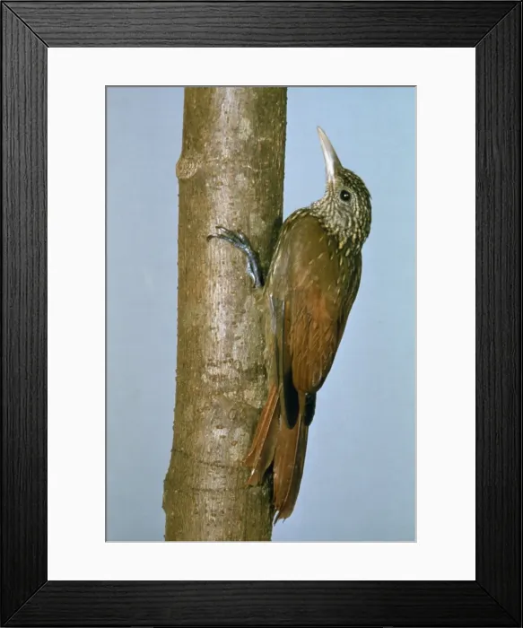 Framed Print : Striped Woodcreeper Framed Print : Striped Woodcreeper