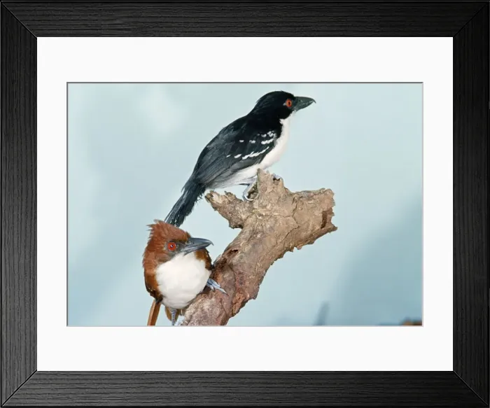Framed Print : Great Antshrike Male & Female Framed Print : Great Antshrike Male & Female