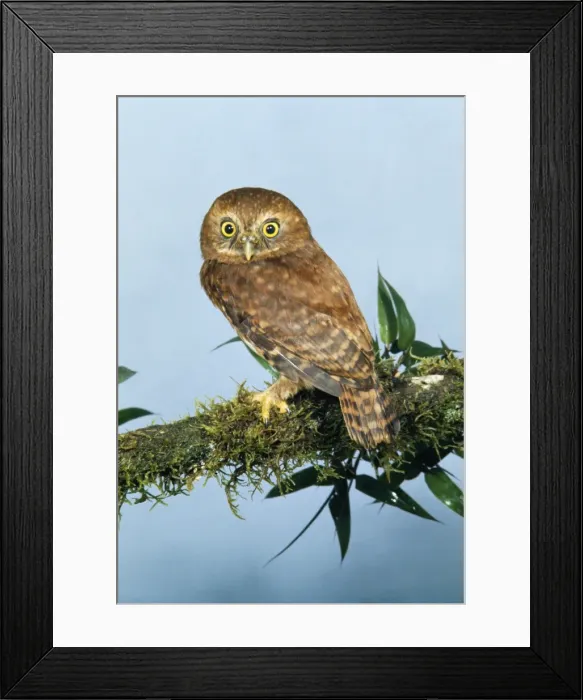 Framed Print : Andean Pygmy Owl Cauca colombia Framed Print : Andean Pygmy Owl Cauca colombia