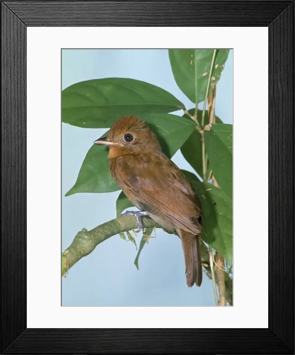 Framed Print : Thrush-like Manakin Framed Print : Thrush-like Manakin