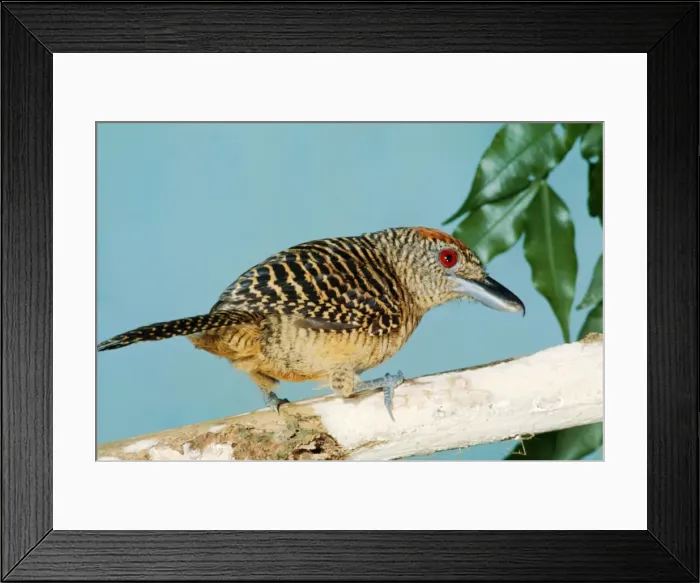 Framed Print : Fasciated Antshrike Framed Print : Fasciated Antshrike