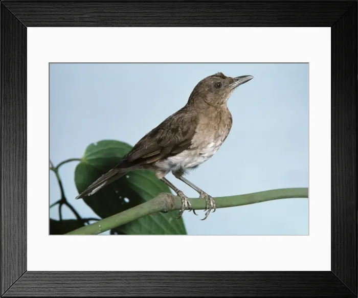 Framed Print : Black-billed Thrush near Cali Valle, Colombia Framed Print : Black-billed Thrush near Cali Valle, Colombia