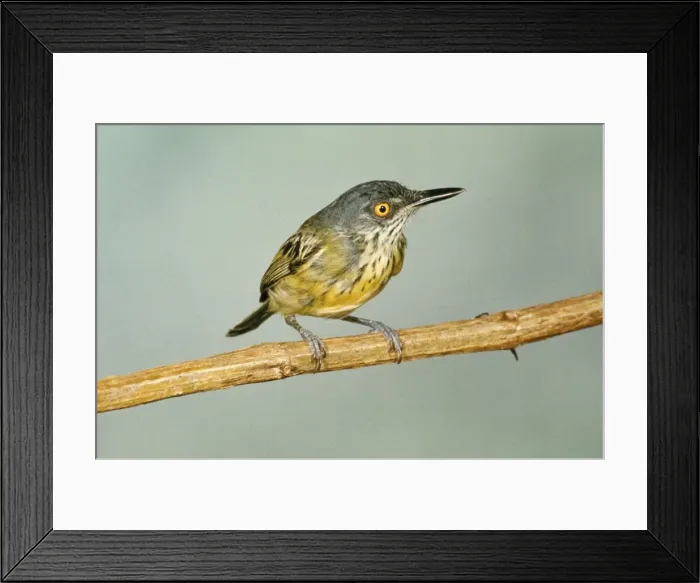 Framed Print : Spotted Tody-flycatcher Amazonas Brazil