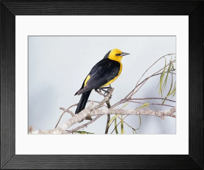 Framed Print : Saffron-crowned Blackbird Distribution: Brazil South America Framed Print : Saffron-crowned Blackbird Distribution: Brazil South America
