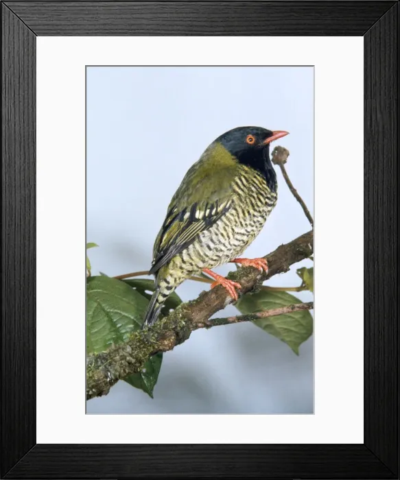 Framed Print : Barred Fruit Eater Framed Print : Barred Fruit Eater