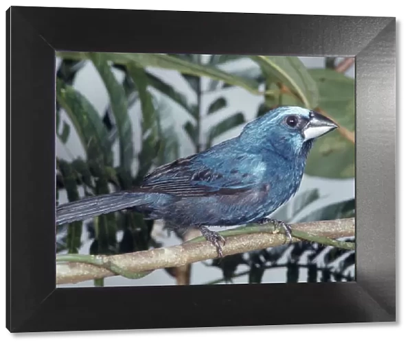 Blue-black Grosbeak - Para, Brazil