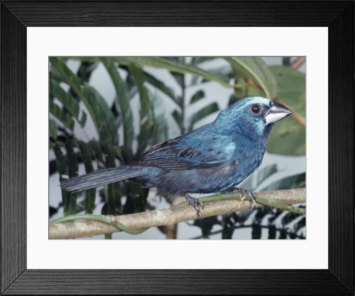 Framed Print : Blue-black Grosbeak - Para, Brazil Framed Print : Blue-black Grosbeak - Para, Brazil