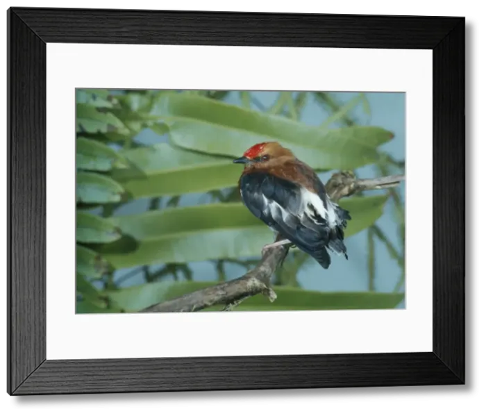 Framed Print : Club-winged Manakin - Perched Distribution: - South America - Ecuador, Colombia Framed Print : Club-winged Manakin - Perched Distribution: - South America - Ecuador, Colombia