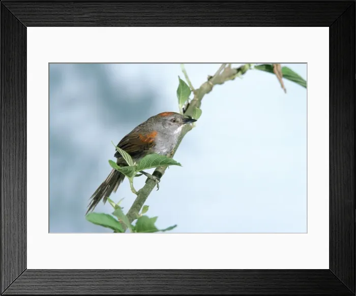 Framed Print : Dark-breasted Spinetail Framed Print : Dark-breasted Spinetail