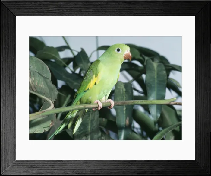Framed Print : Canary-winged Parakeet Distribution: Central & South America Framed Print : Canary-winged Parakeet Distribution: Central & South America