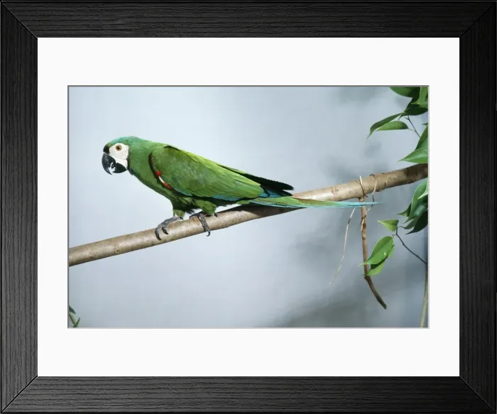 Framed Print : Chestnut-fronted Macaw Distribution: South AMerica bulge to North Brazil Framed Print : Chestnut-fronted Macaw Distribution: South AMerica bulge to North Brazil