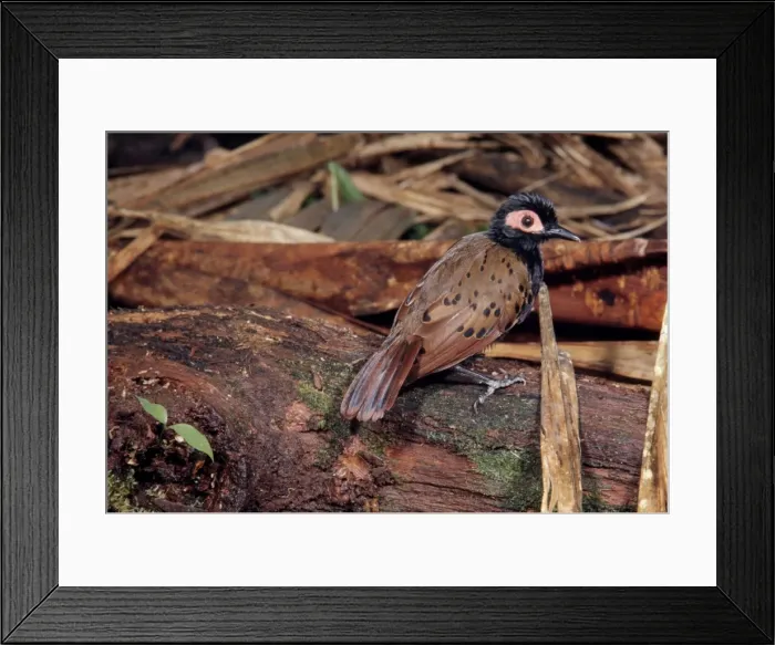 Framed Print : Black-spotted Bare-eye Framed Print : Black-spotted Bare-eye