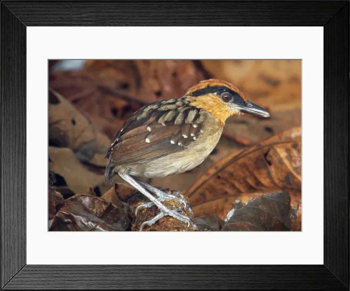 Framed Print : Rufous Crowned Antpitta Framed Print : Rufous Crowned Antpitta