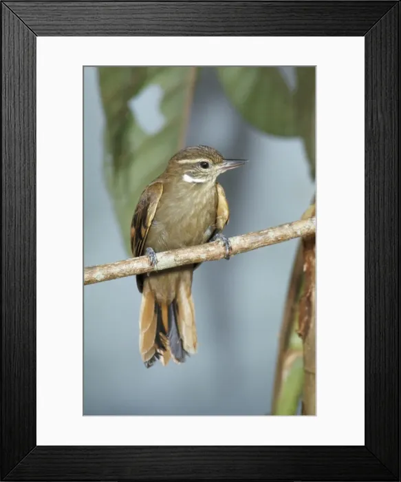 Framed Print : Plain Xenops Framed Print : Plain Xenops