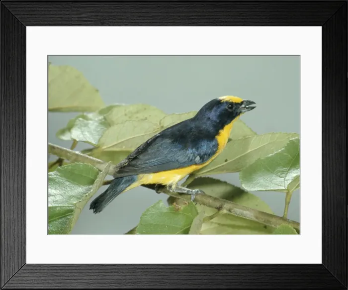 Framed Print : Thick-billed Euphonia Framed Print : Thick-billed Euphonia
