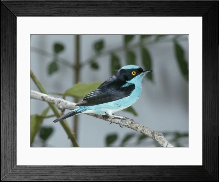 Framed Print : Black-faced Dacnis - Perched on branch Framed Print : Black-faced Dacnis - Perched on branch