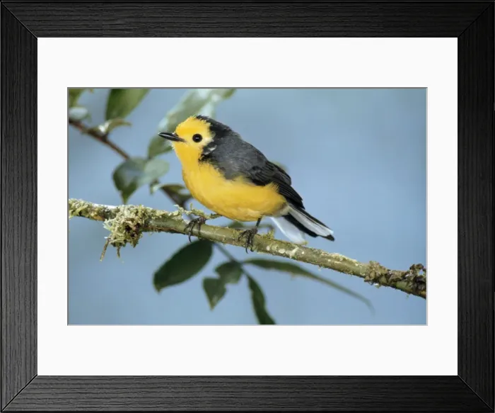 Framed Print : Golden-fronted Redstart Framed Print : Golden-fronted Redstart