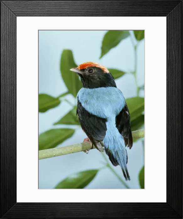Framed Print : Swallow-tailed Manakin Framed Print : Swallow-tailed Manakin
