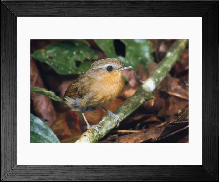 Framed Print : Rufous Gnateater Framed Print : Rufous Gnateater