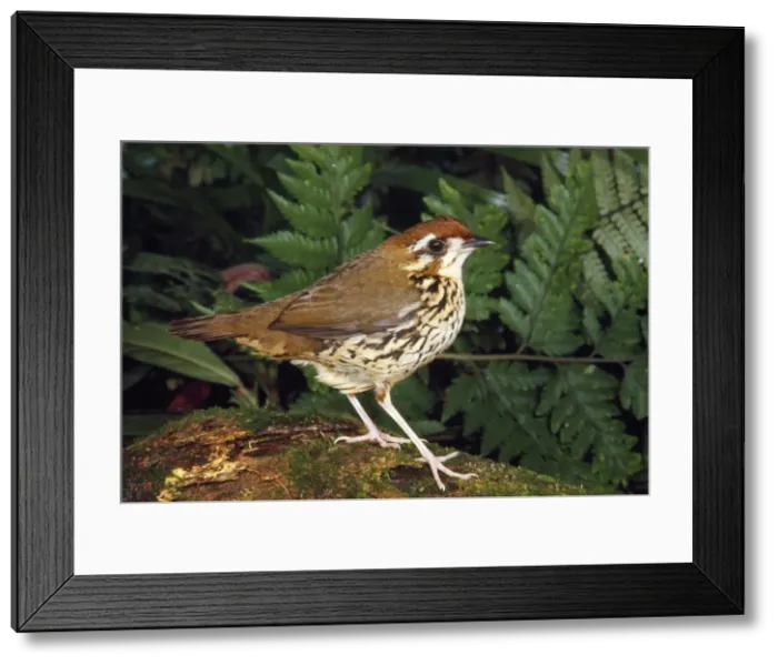 Framed Print : Short-tailed Ant-thrush Framed Print : Short-tailed Ant-thrush