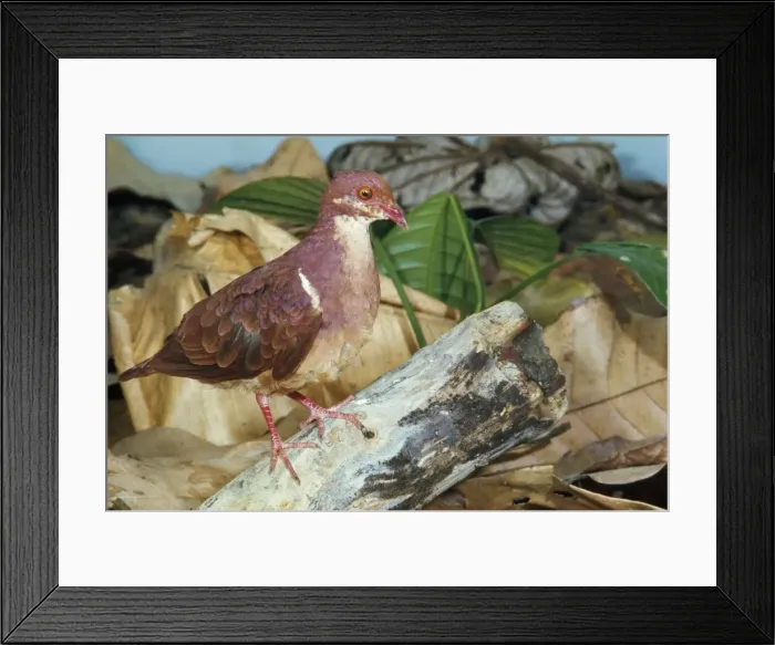 Framed Print : Ruddy Quail Dove