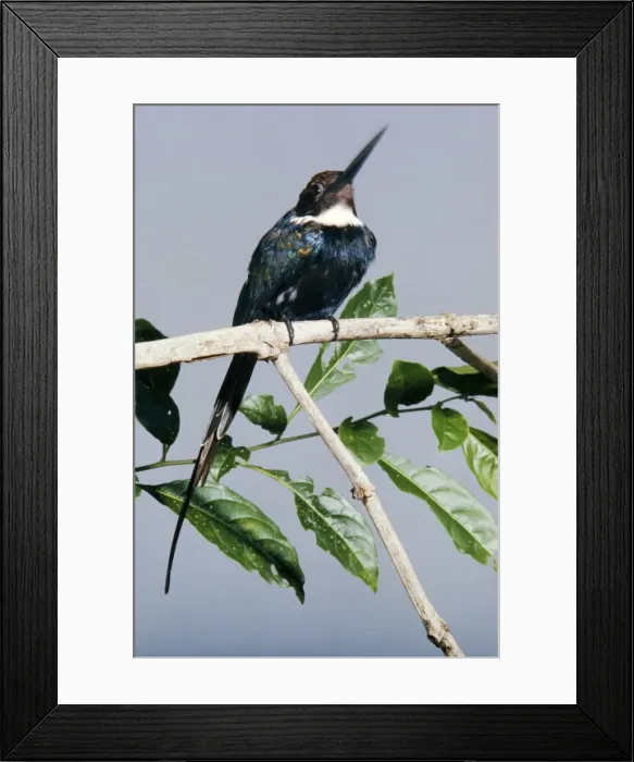 Framed Print : Paradise Jacamar Surinam, South America Framed Print : Paradise Jacamar Surinam, South America