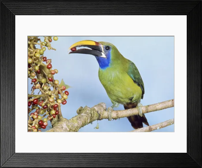 Framed Print : Blue-throated Toucanet - eating fruit Costa Rica Framed Print : Blue-throated Toucanet - eating fruit Costa Rica