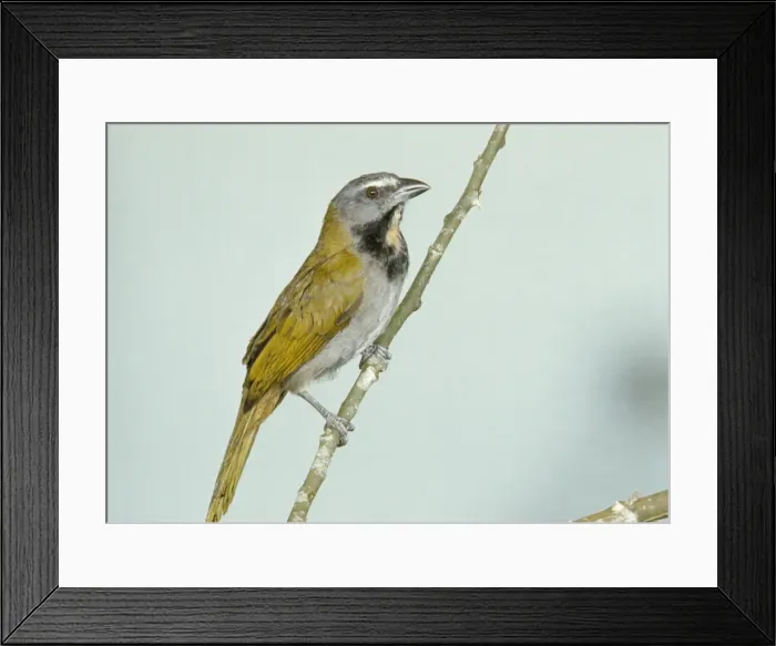 Framed Print : Buff-throated Saltator Framed Print : Buff-throated Saltator