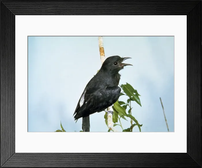 Framed Print : Swallow-winged Puffbird Aspirito Santo, Brazil Framed Print : Swallow-winged Puffbird Aspirito Santo, Brazil