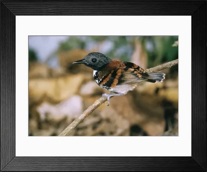 Framed Print : Spotted Antbird Framed Print : Spotted Antbird