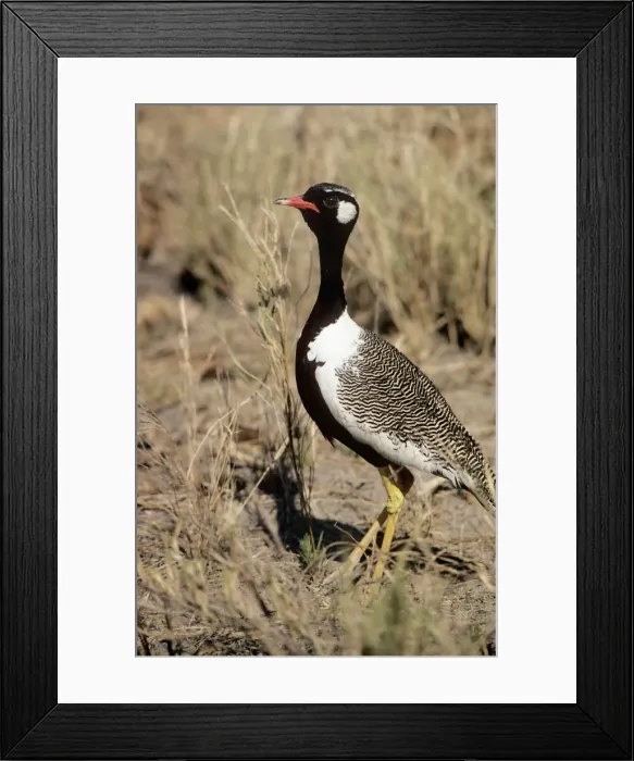 Framed Print : Black Korhaan / Bustard - male Framed Print : Black Korhaan / Bustard - male