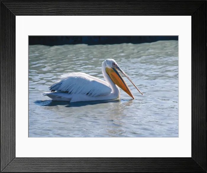 Framed Print : White Pelican - fishing Etosha National Park, Namibia, Africa Framed Print : White Pelican - fishing Etosha National Park, Namibia, Africa
