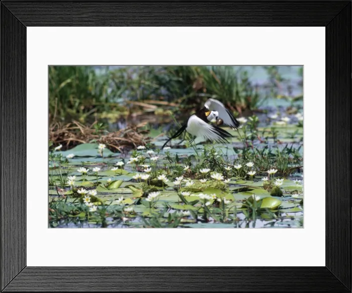 Framed Print : Pheasant-tailed Jacana - male removes newly laid egg & destroys it. Kumana, Sri Lanka Framed Print : Pheasant-tailed Jacana - male removes newly laid egg & destroys it. Kumana, Sri Lanka