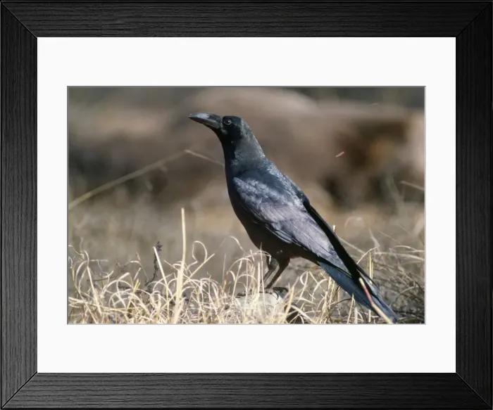 Framed Print : Himalayan Jungle Crow Framed Print : Himalayan Jungle Crow