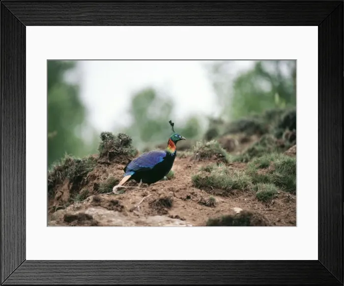 Framed Print : Monal Pheasant Everest National Park, Nepal Framed Print : Monal Pheasant Everest National Park, Nepal