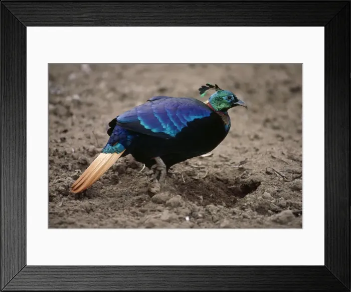 Framed Print : Monal Pheasant - male, feeding in potato field Sagarmatha, Nepal Framed Print : Monal Pheasant - male, feeding in potato field Sagarmatha, Nepal