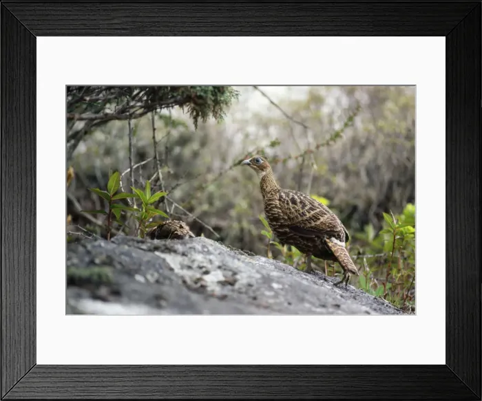 Framed Print : Himalayan Monal Pheasant - female with chick Sagarmatha National Park, Nepal Framed Print : Himalayan Monal Pheasant - female with chick Sagarmatha National Park, Nepal