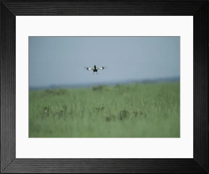 Framed Print : Lesser Florican - Male breeding season display jump. Madhva Pradesh, India Framed Print : Lesser Florican - Male breeding season display jump. Madhva Pradesh, India