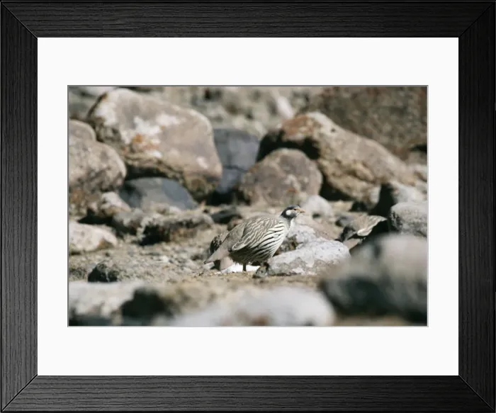 Framed Print : Tibetan Snowcock Nimaling, Ladakh, J&K, India Framed Print : Tibetan Snowcock Nimaling, Ladakh, J&K, India