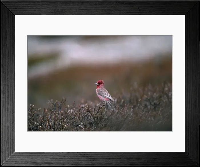 Framed Print : Great Rosefinch - on hippophae sp. Ladakh Jammu & Kashmir, India Framed Print : Great Rosefinch - on hippophae sp. Ladakh Jammu & Kashmir, India