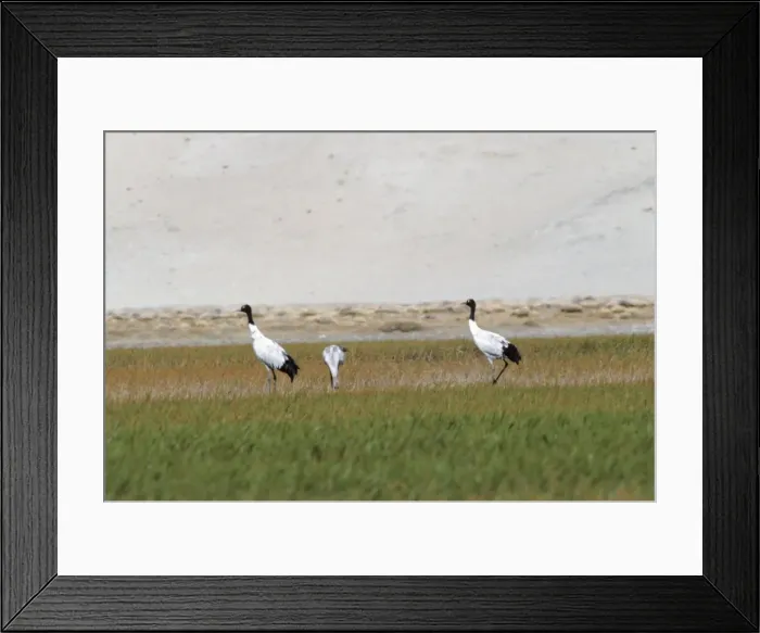 Framed Print : Black-necked / Tibetan Crane - pair in field with chick. Ladakh, Jammu and Kashmir, India Framed Print : Black-necked / Tibetan Crane - pair in field with chick. Ladakh, Jammu and Kashmir, India