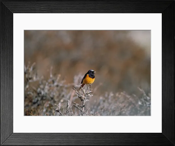Framed Print : Guldenstadt's Redstart - on hippophae sp. bush Ladakh Jammu & Kashmir India Framed Print : Guldenstadt's Redstart - on hippophae sp. bush Ladakh Jammu & Kashmir India