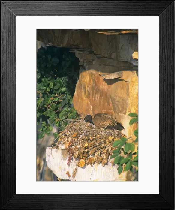 Framed Print : Indian Long-billed Vulture - on nest with chick central India Framed Print : Indian Long-billed Vulture - on nest with chick central India
